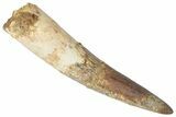 Fossil Spinosaurus Tooth - Real Dinosaur Tooth #346307-1